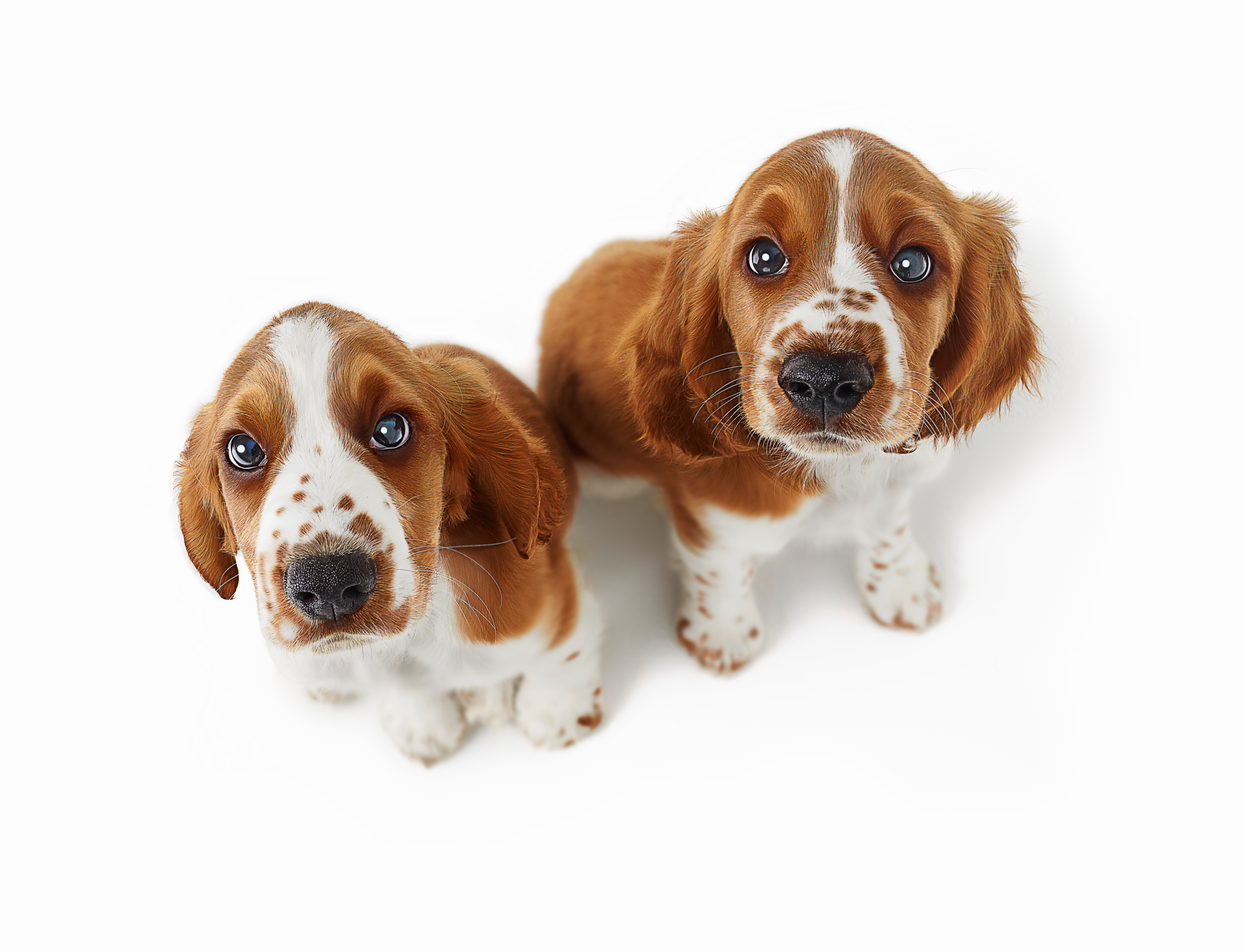 Puppies