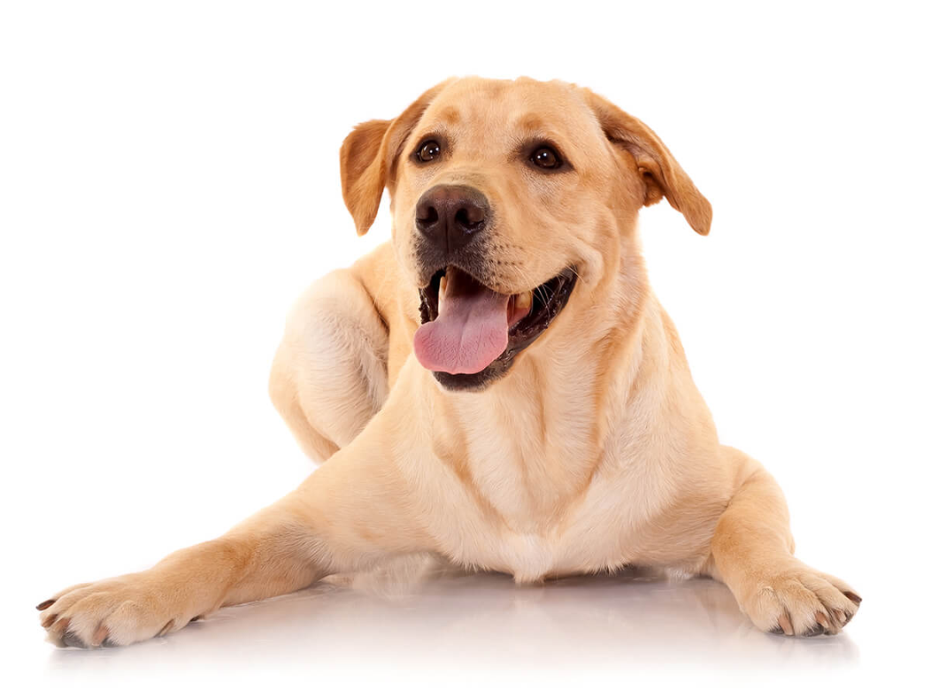Golden retriever