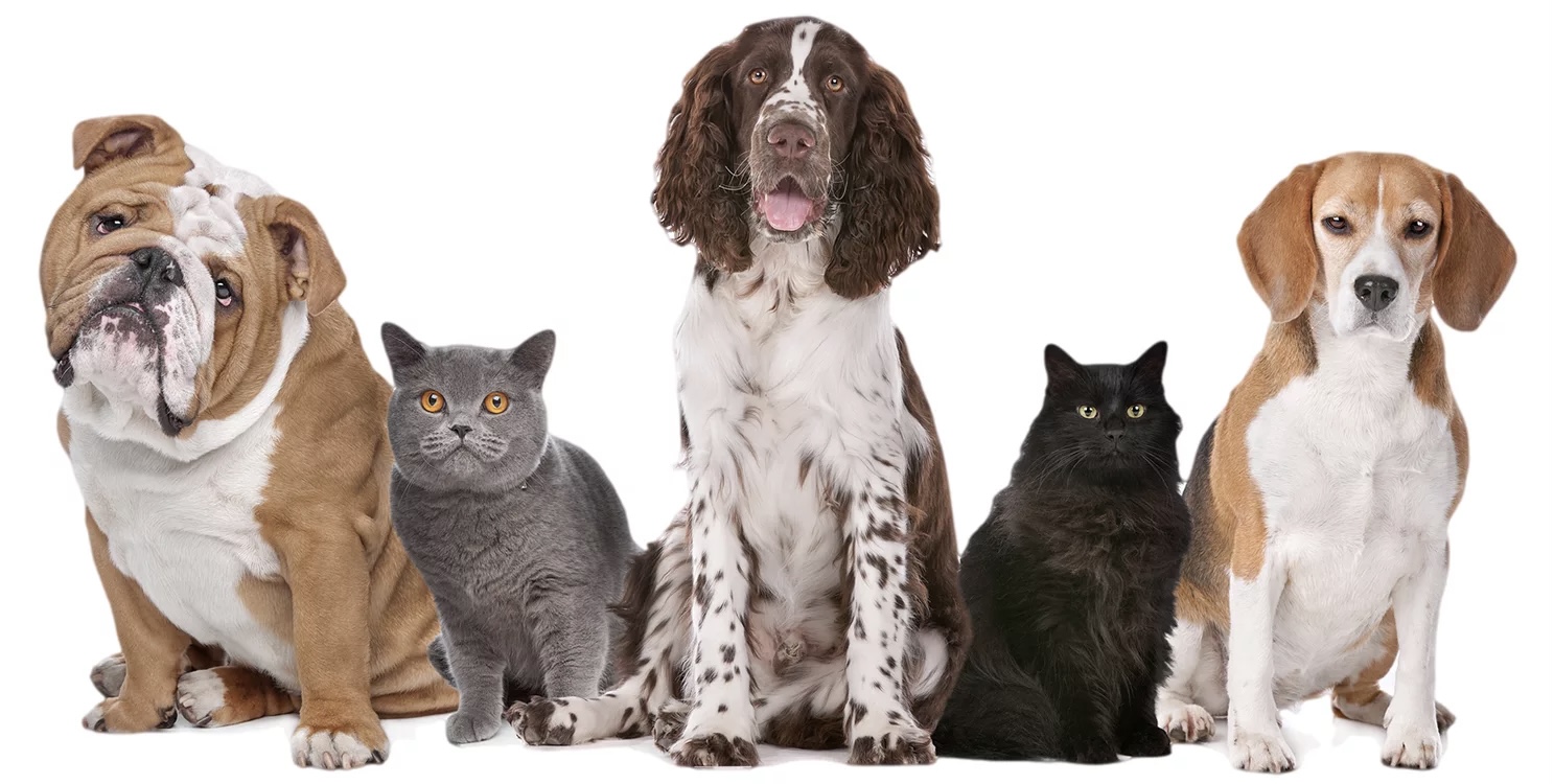 Dogs and cats