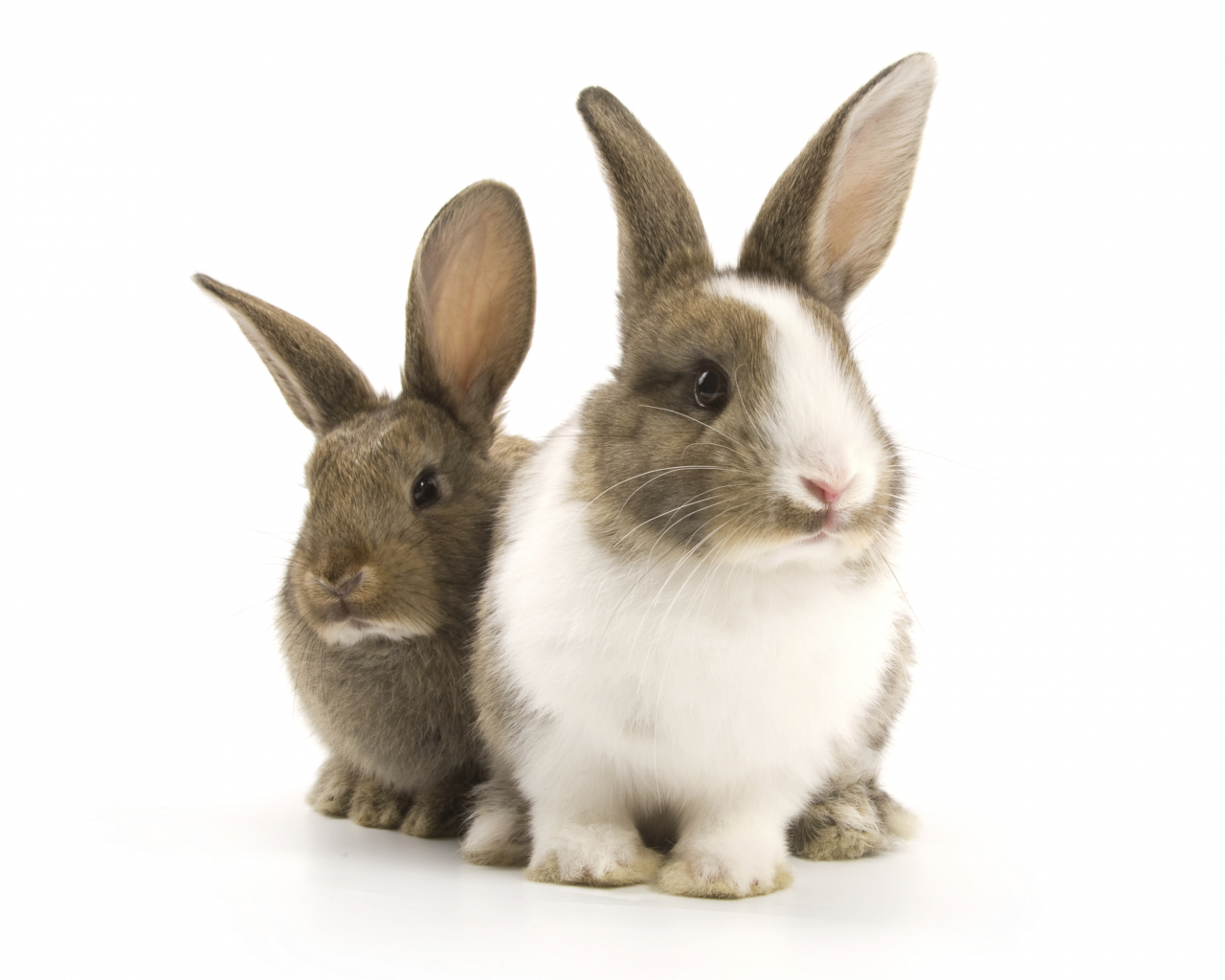 Baby rabbits